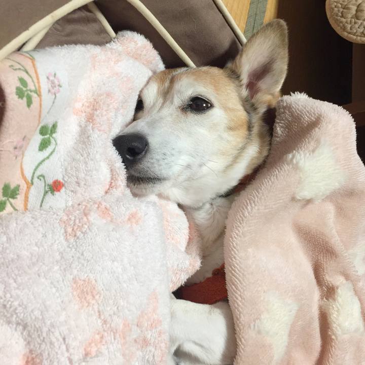 2d0bbda1 54b4 4d96 b828 33d4a0bc763f 1514461370987