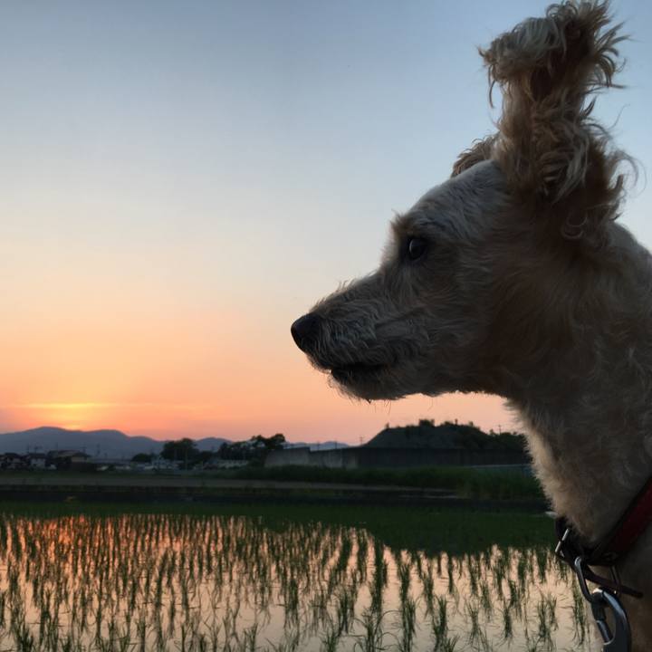 2d0c15c4 3e66 4b4a bb88 cc9863f35a8a 1559731378049