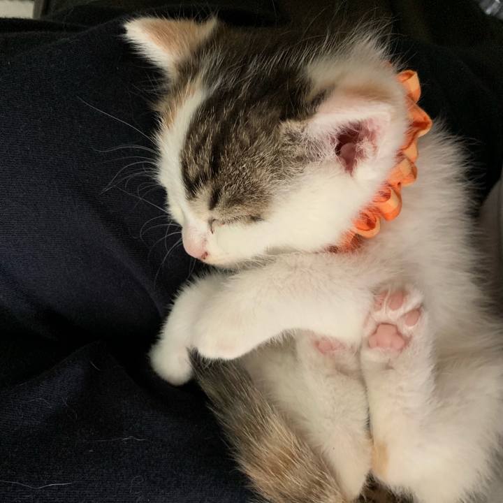 2d10c18f 0767 4ae6 9151 04f14258af38 1589520346972