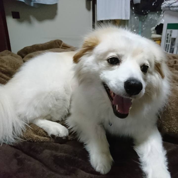 2d11aee6 e1ce 4590 8dd2 f3ef5b8786e9 1526555753393