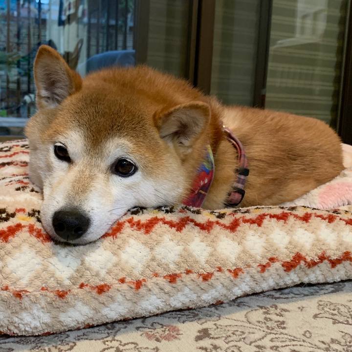 2d12b24e eb46 446a 9002 e8b840352ed0 1572772937357