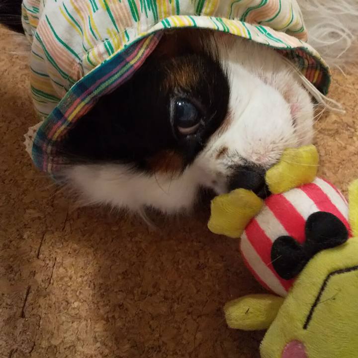 2d12e99a e21f 4133 9471 c8509042a814 1560078559615