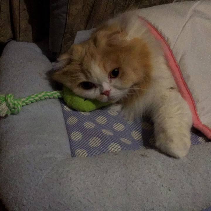 2d15c072 48ad 40c7 ae0a 36052ffae3b7 1526960589361