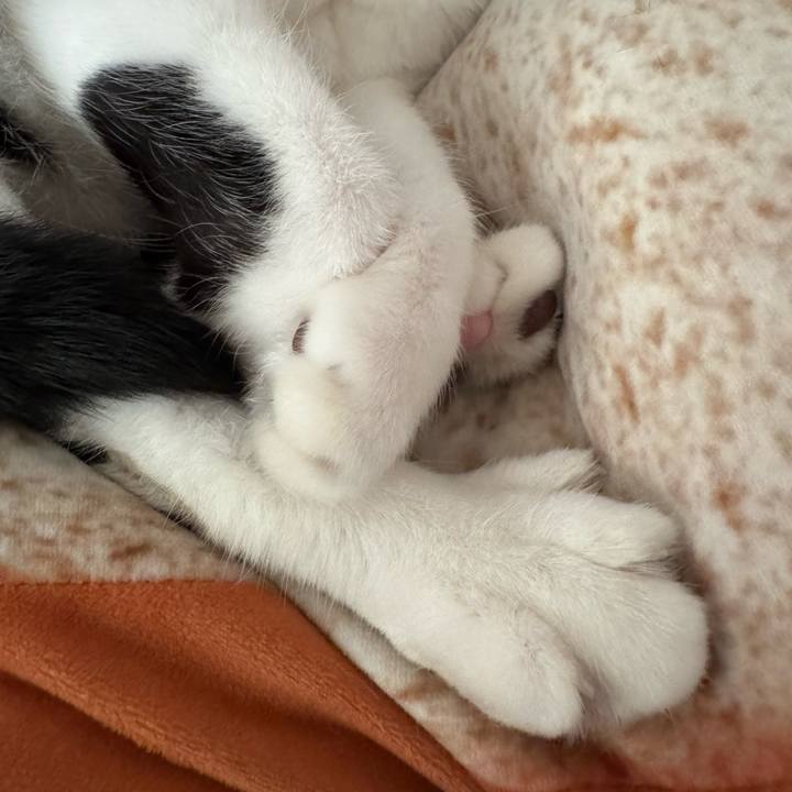 2d1fc110 541f 436c 8558 48a22216518c 1764371500535