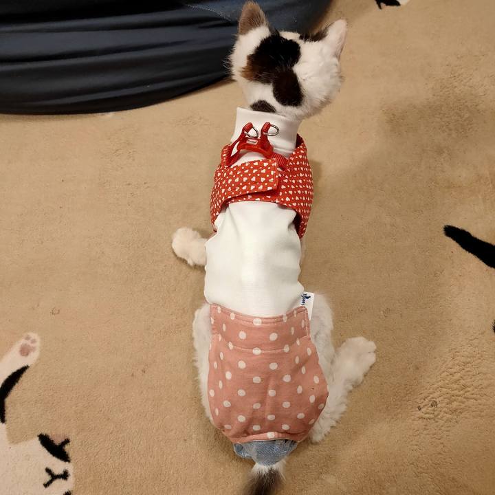 2d2010e6 6db0 4596 89f4 ef335dab474e 1611580412901