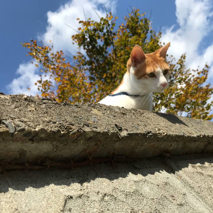 2d239ba3 1c12 494d 8237 cb2d6b702b1a 1509421856226