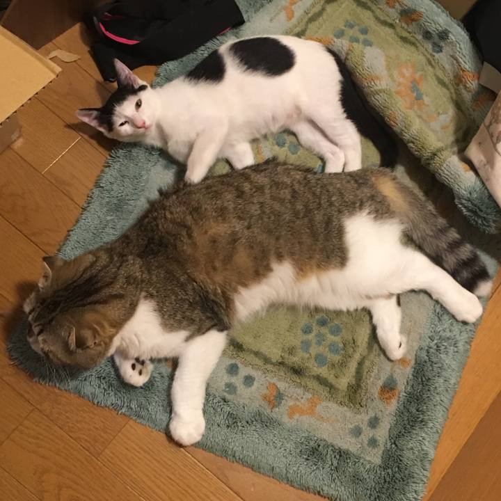 2d295afd 3899 4a06 a120 3a0a58affe94 1533780295245