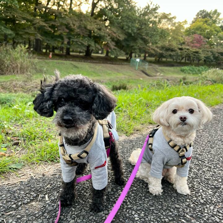 2d2cd350 ddeb 4830 9a3d ab38914afed0 1761727128257