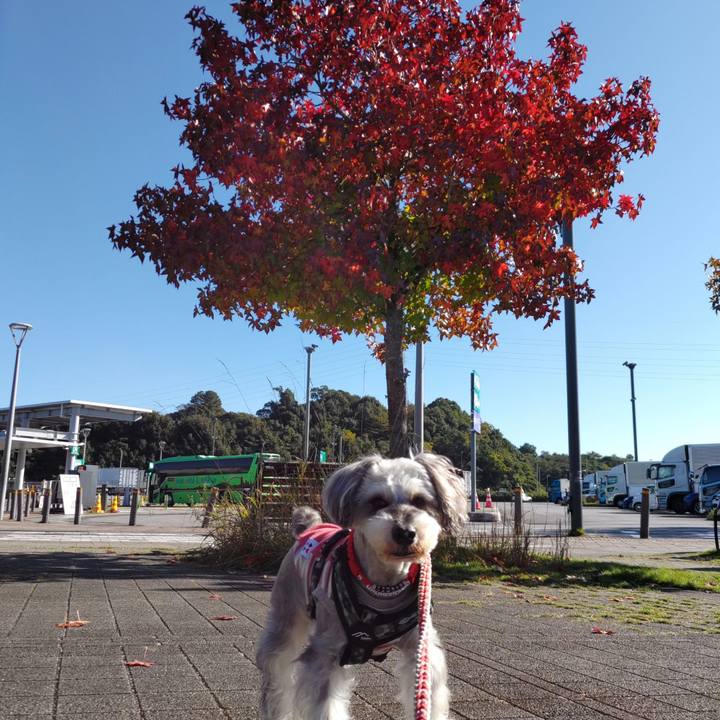 2d2ddcae 494a 4435 a6a3 12b790799a86 1731814036035