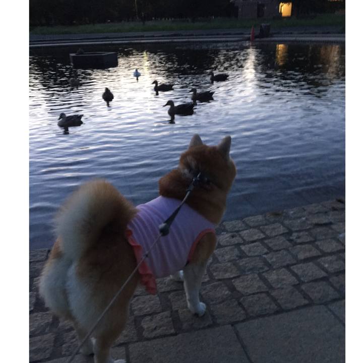 2d34c079 ae19 4b37 95a7 cad3151c8feb 1534947792596