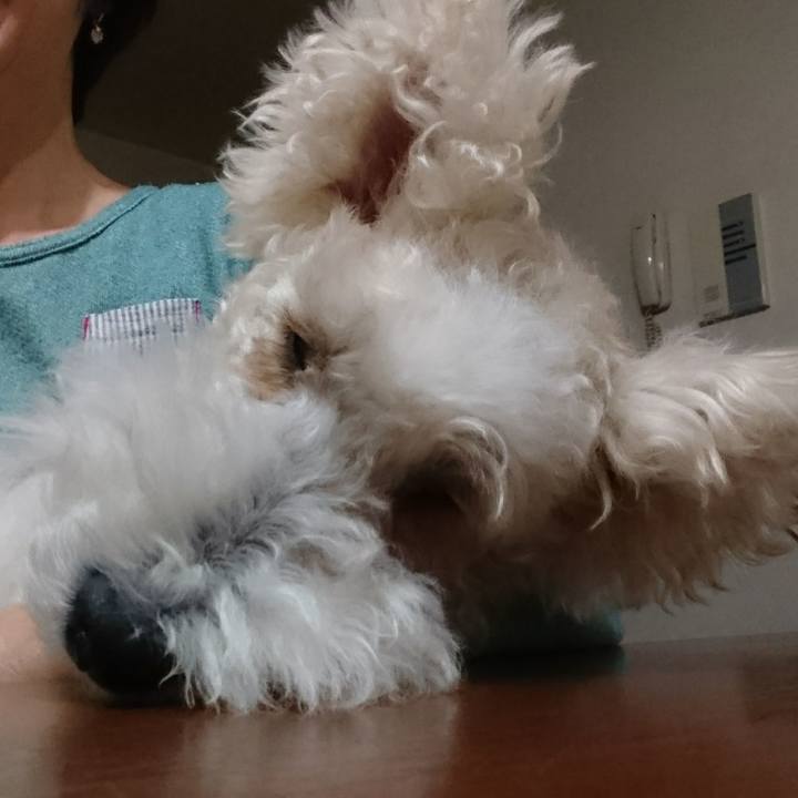 2d408db0 588d 41eb b4fd c7d88dd67d45 1508421512511