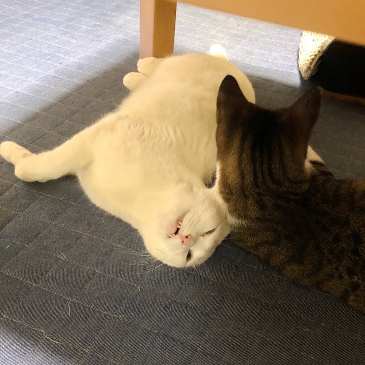 2d4501c8 e17e 4ffe 8e79 9b13dc56955a 1596373046984