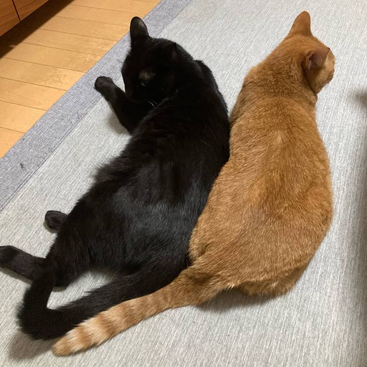 2d495b34 f62e 494d 8ea5 81fd187373ce 1761655278465