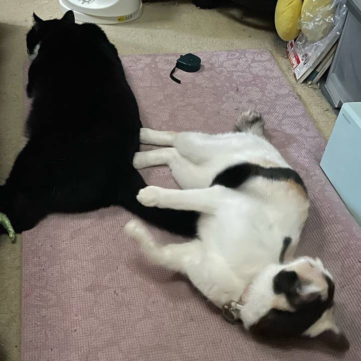 2d4b0c09 bd81 4546 8a30 f1bf89466398 1753912062039