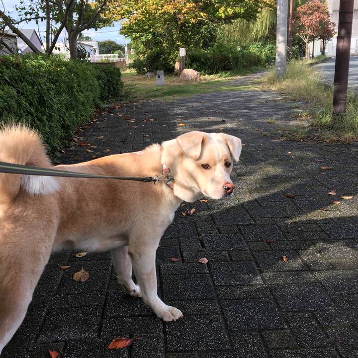 2d4bb2a0 3668 4753 b0f7 ccf3858e4e34 1508285384760