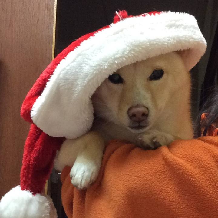 2d4d12e0 dda9 4d20 9a91 03453fff6c03 1513081726130