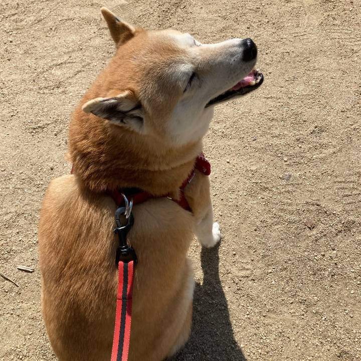 2d4e0b04 f39d 4f84 b516 132443a81e35 1622542129978