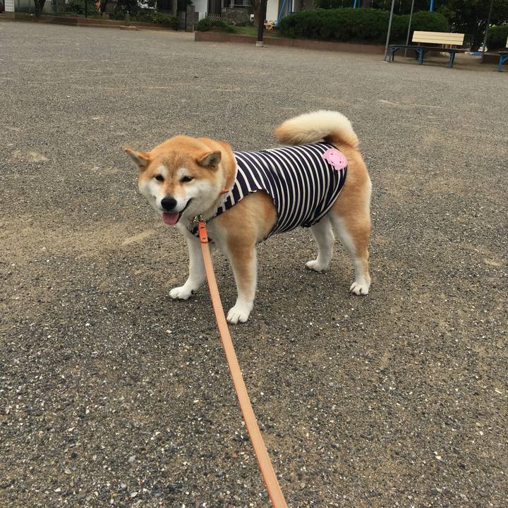 2d52e7cd 1049 4c60 a297 eeeda0b6e1d0 1560502636523