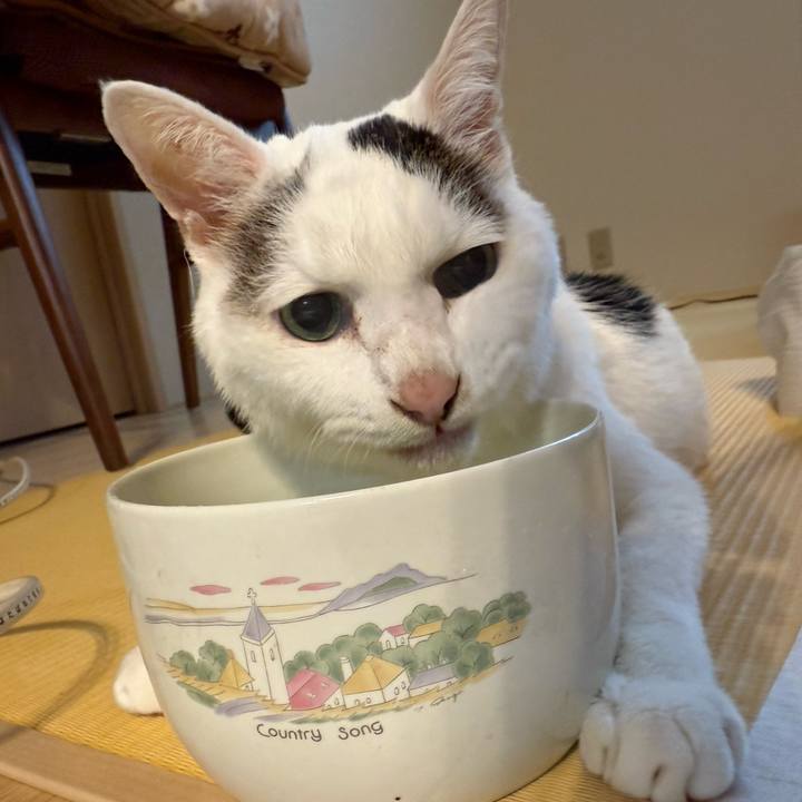 2d54669d 3089 4259 9a27 a89ecb6e1b94 1762562229320