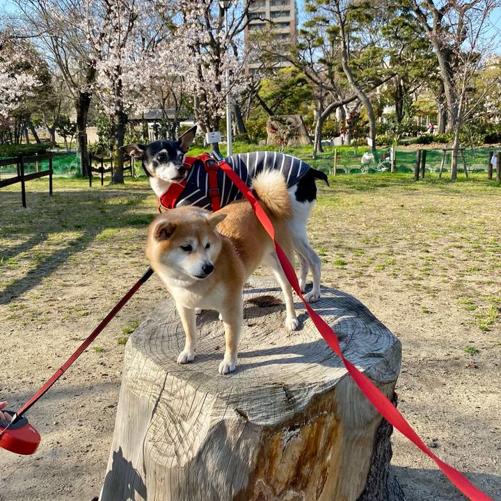 2d54c899 3e20 46b2 b3b8 d3e1874d7e2d 1616832873411