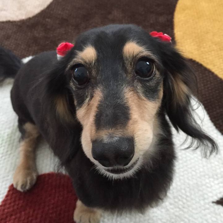 2d5510ad e345 4482 83a4 5acd738c5622 1545114354415