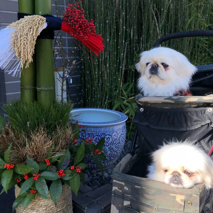 2d55d677 ab16 434d 9cea 82f3f5c15662 1546597172499