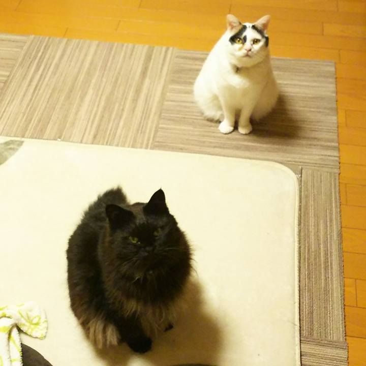 2d588673 0563 4a76 bcf7 b54f95cd0af1 1518599860528