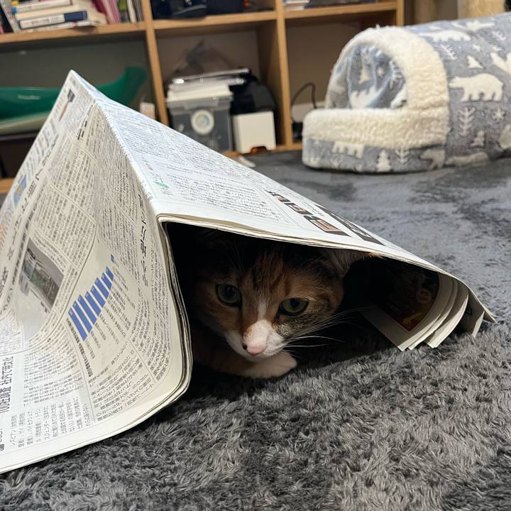 2d58a98e 01c9 480a b39b f9b21f7fc8c0 1640490893322