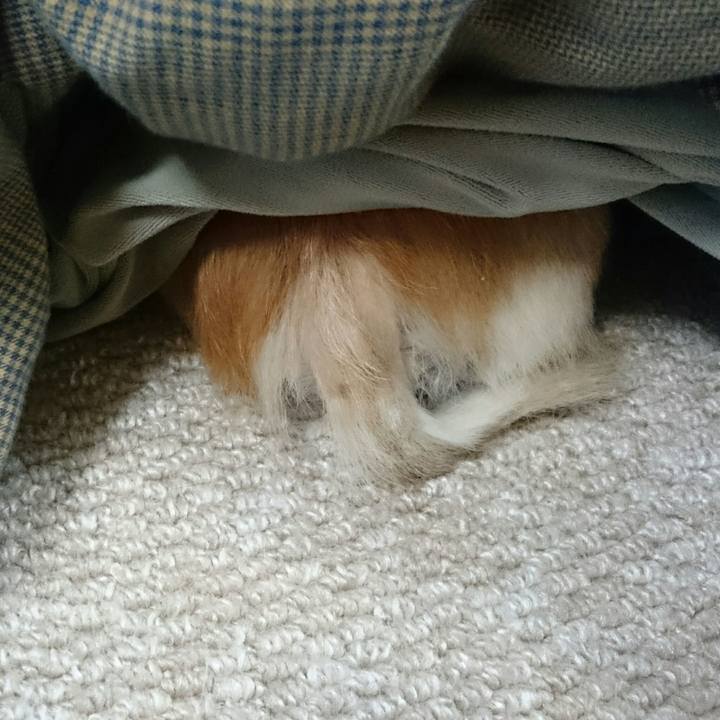 2d5ac9bd 4e22 4d78 98d0 3f80ab66e82a 1509237784026