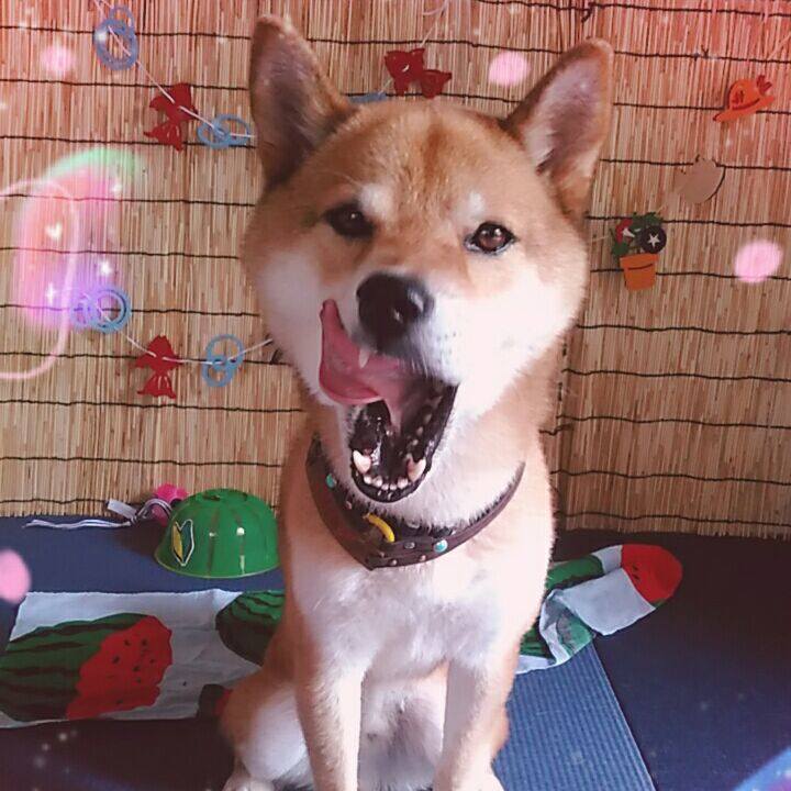 2d5be346 456f 43c2 8f45 e1321988ae0f 1565933735512