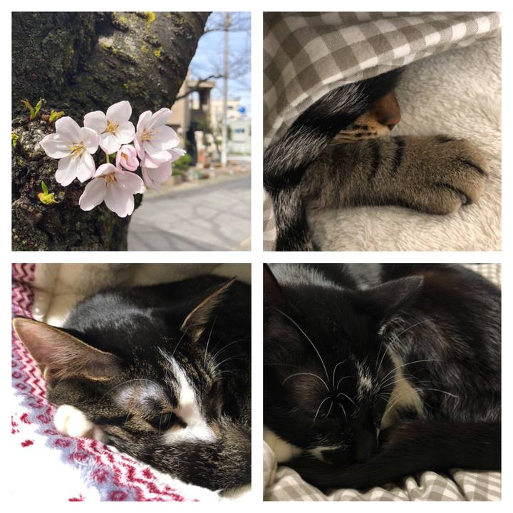 2d5cc0c7 4152 468c ba50 84dbf1184e50 1553418285349