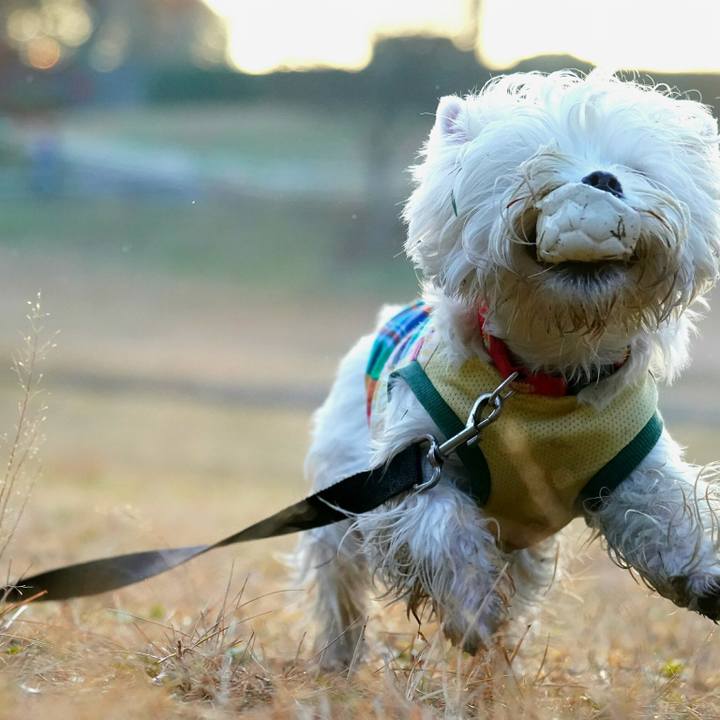 2d5f3ac4 4995 470c 803e 720a406d9081 1512480397024