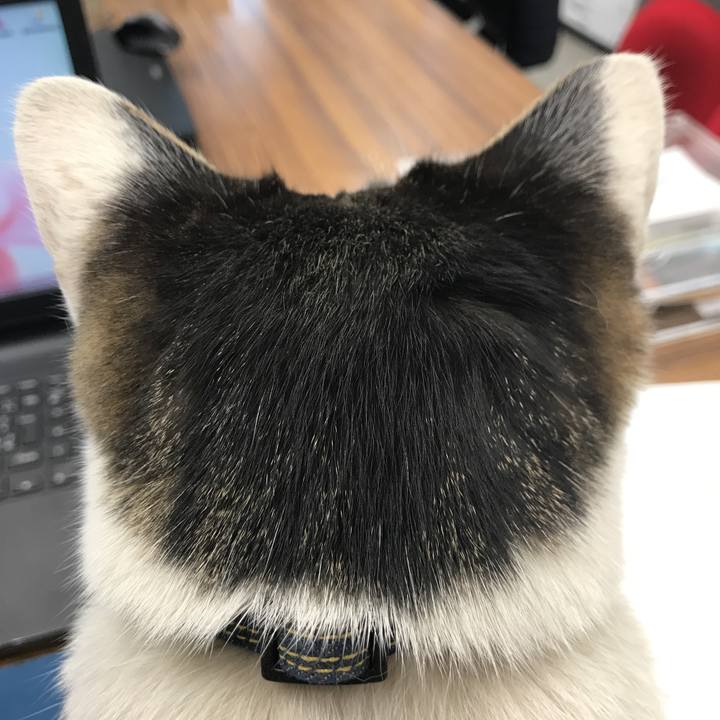 2d621b9e 208b 4845 99c2 b0d0e049bbec 1548142052469