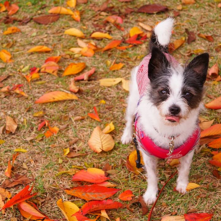 2d63a09e 62ac 4da1 9628 94fd5d92382e 1574677962635