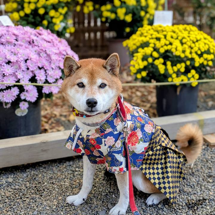 2d63e9d5 ff15 4ad8 85a6 fb2f909ab34a 1763977575696