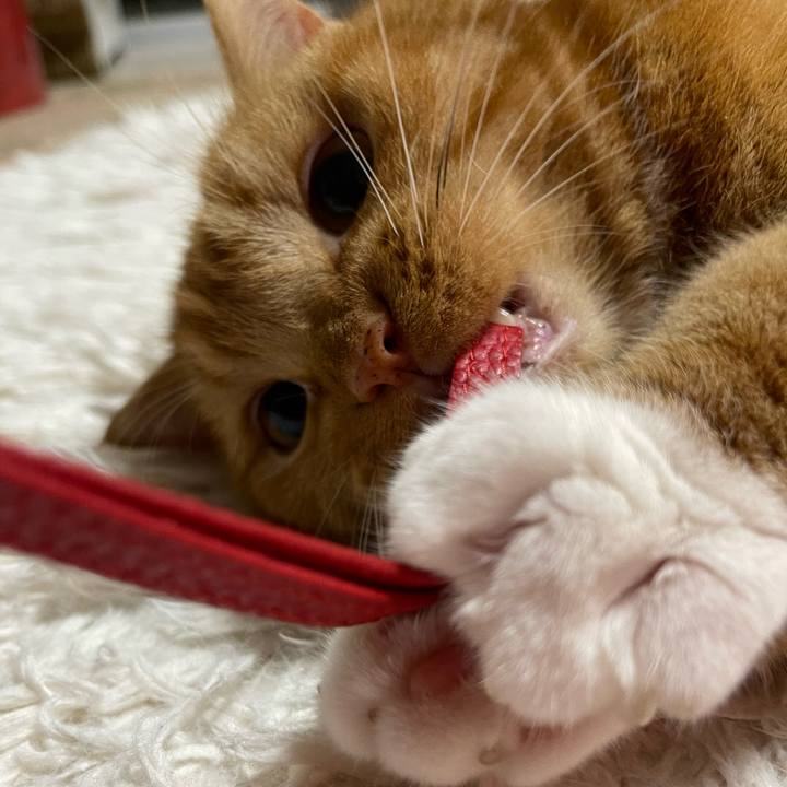 2d642c7c c825 4f73 adcc d29693d90160 1663944683444