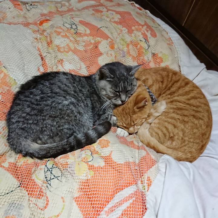 2d65b1bf 7efe 49fc bcc6 ef48b681c863 1574598739939