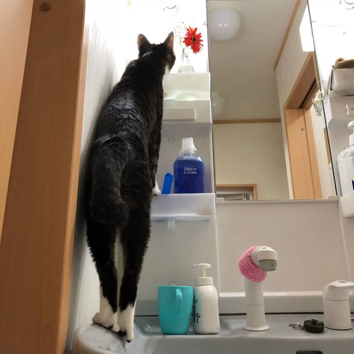 2d68016b 2b13 451b a806 a6d008a28bc8 1521001496574