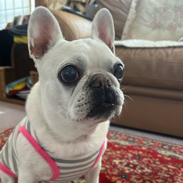 2d6c3931 4d8a 4622 8a52 77ab64983ad4 1742982406010