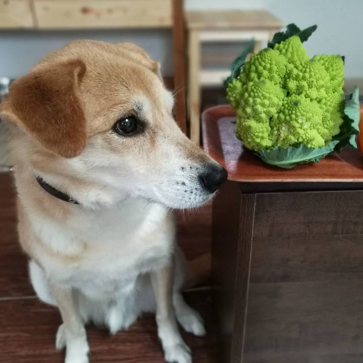 2d6cb0e5 2816 4292 b46a c44c4804e48d 1550105021758