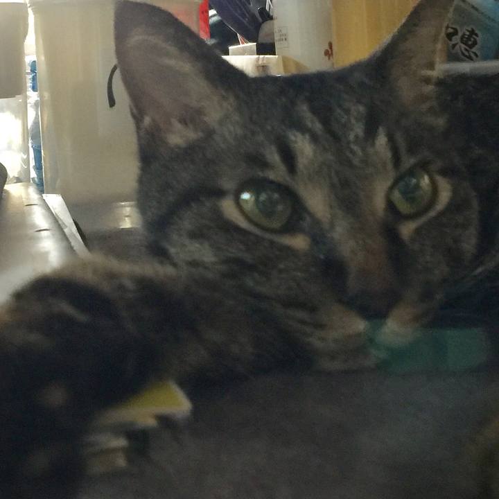 2d6cff0c 2e36 45f4 ac91 e4f1d423ca30 1533628703583