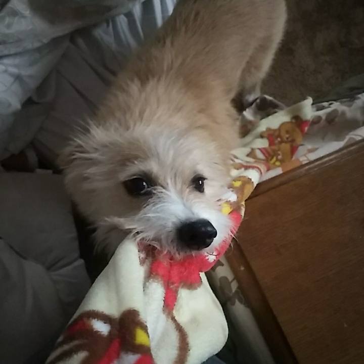 2d6d5e00 b214 40cf b27c 8c374982127e 1513124762067