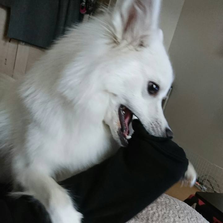 2d6e0336 1756 410a 8cfe 42461ae9e9ef 1513313857382