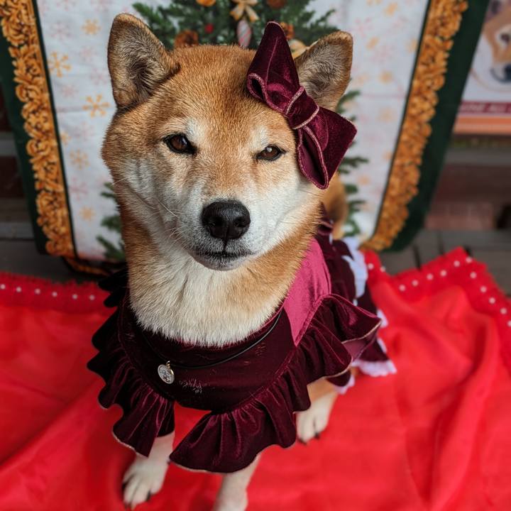 2d7027dd 1ffd 494d 9411 002bc26132b7 1701437557693