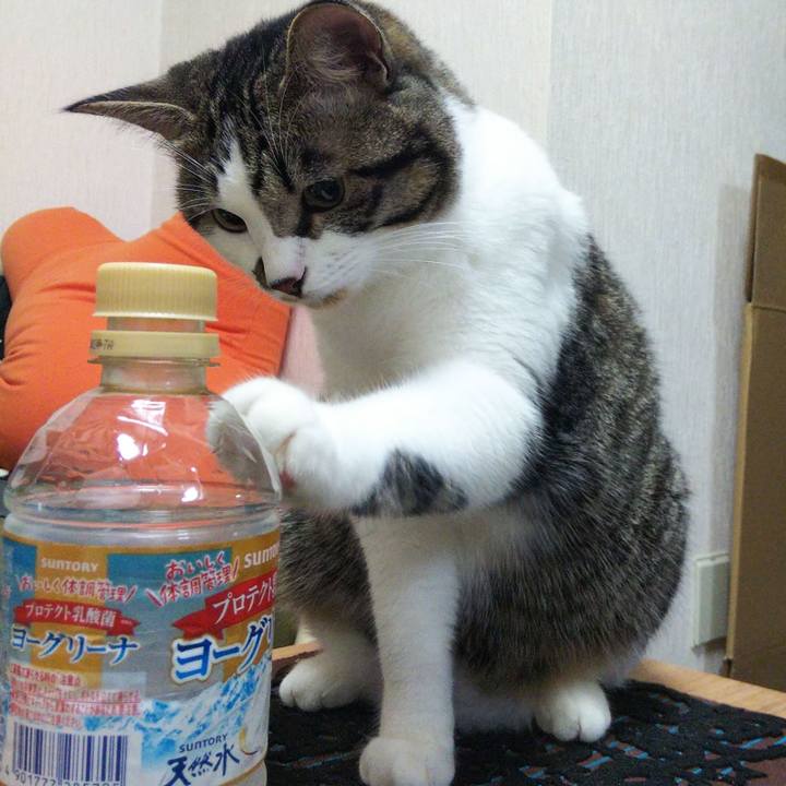 2d71ed3e 1cef 4ccf 8cfa a22350ad3f7f 1628256658268