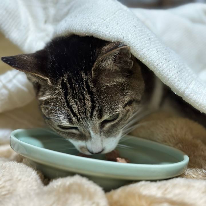 2d7309e0 593b 49dd 85e3 70ac4d4c041a 1669341699459