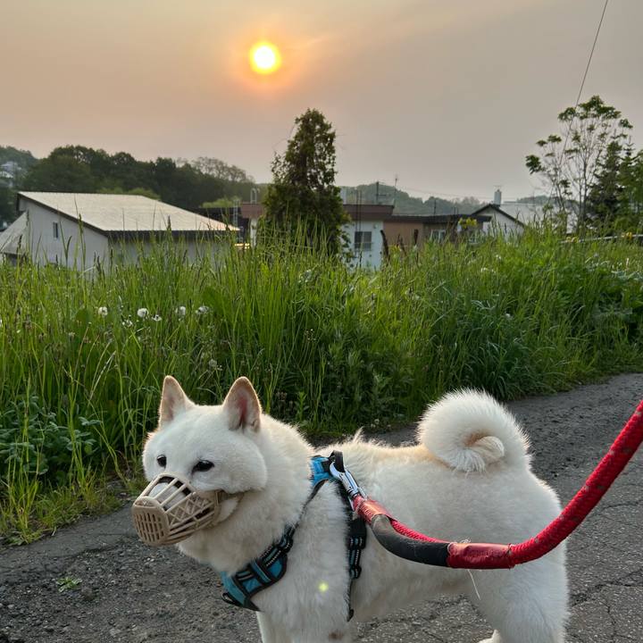 2d786fce 0c9f 45ff afe5 ef4bc0616a04 1748551048438