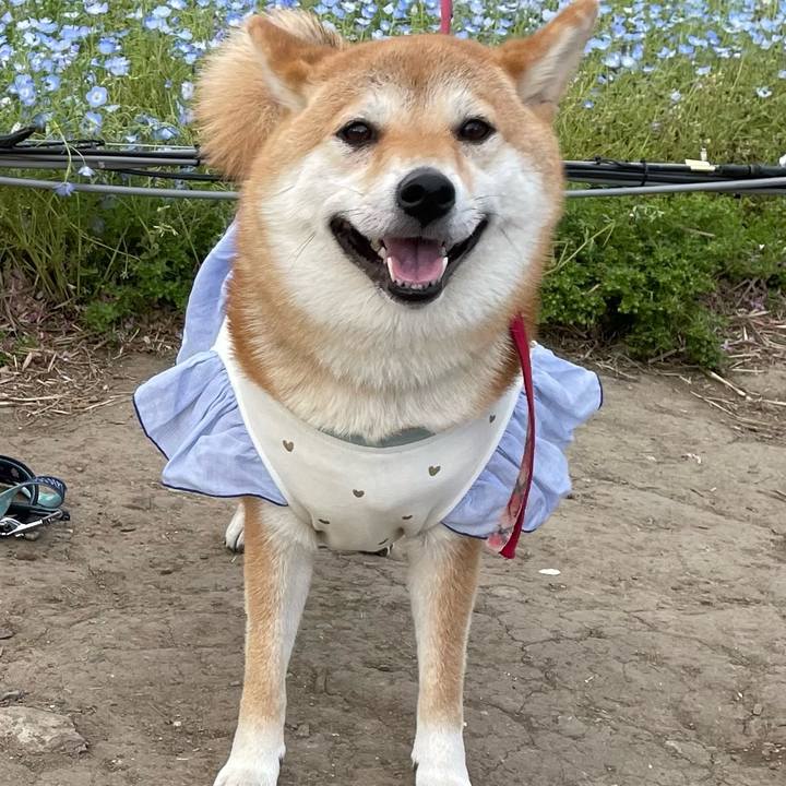 2d791dff 1ef4 404c 997e e9eec5420907 1746415028969