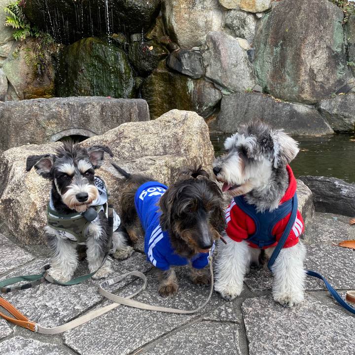 2d87213a 0b39 4d3f b959 70dd07a2431a 1576389439515