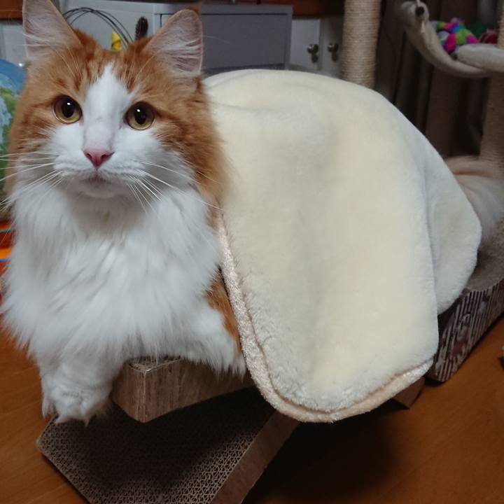 2d8ca8f5 b41c 4e61 a728 b3e02efefcc7 1549700321090